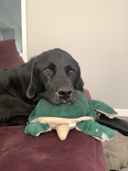 Entry image for Kooper. Clicking this image will show a larger photo