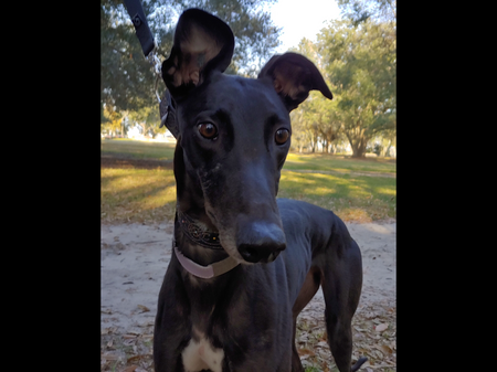 Entry image for Maizee. Clicking this image will show a larger photo