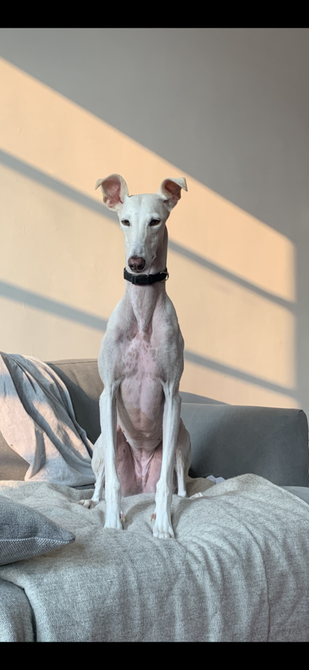 Entry image for Moose. Clicking this image will show a larger photo