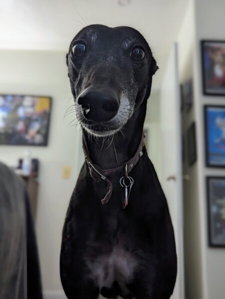 Entry image for Thelma. Clicking this image will show a larger photo