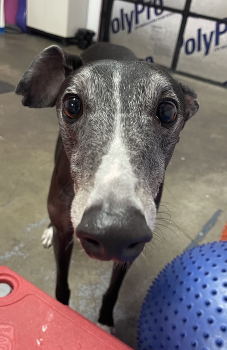Entry image for Alfie. Clicking this image will show a larger photo