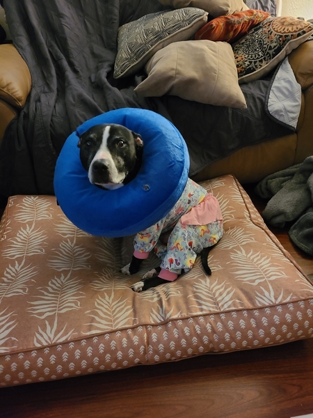 Entry image for Clarice. Clicking this image will show a larger photo