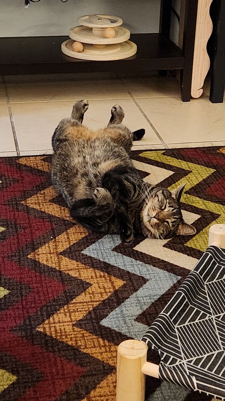 Entry image for Tigger. Clicking this image will show a larger photo