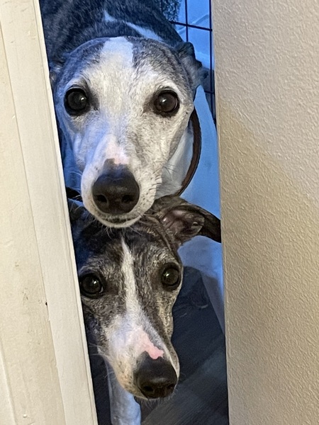 Entry image for Shasta and Louise. Clicking this image will show a larger photo