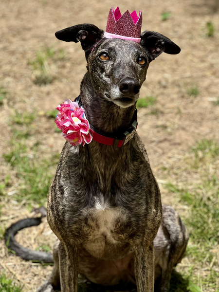 Entry image for Willa. Clicking this image will show a larger photo