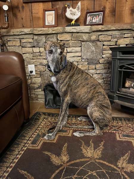 Entry image for Olive. Clicking this image will show a larger photo