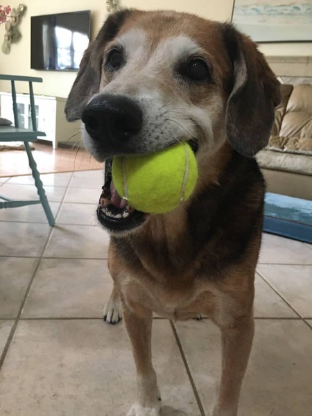 Entry image for Cody. Clicking this image will show a larger photo