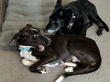 Entry image for Jack (formerly Danny) and Raven . Clicking this image will show a larger photo