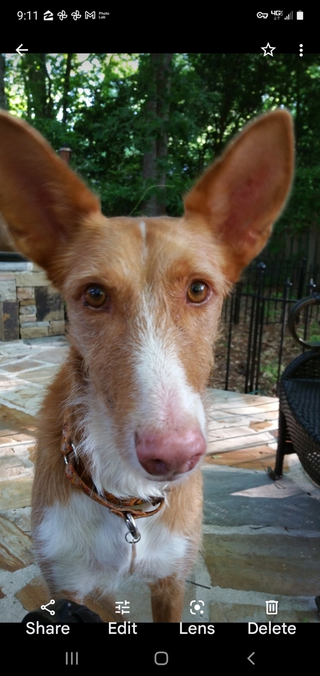 Entry image for Chica. Clicking this image will show a larger photo