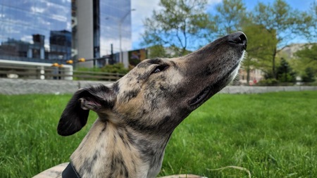 Entry image for Archie. Clicking this image will show a larger photo