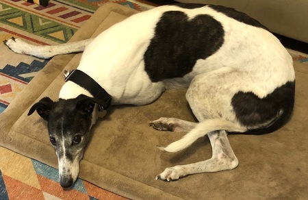 Entry image for Mabel. Clicking this image will show a larger photo