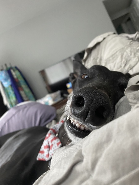 Entry image for Lenny. Clicking this image will show a larger photo