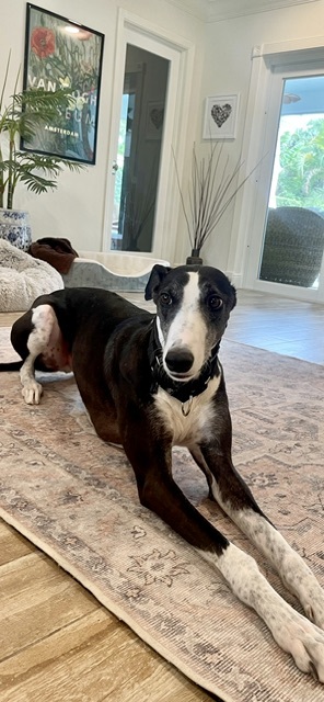 Entry image for Alfie. Clicking this image will show a larger photo