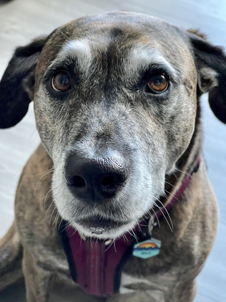 Entry image for Bella. Clicking this image will show a larger photo