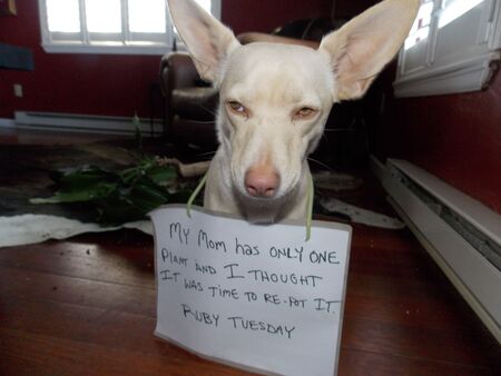 Entry image for Ruby Tuesday. Clicking this image will show a larger photo
