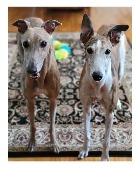 Entry image for Elliott and Wilbur. Clicking this image will show a larger photo