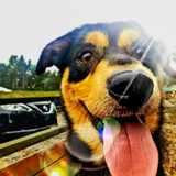 Entry image for Charlie