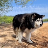 Entry image for Bear