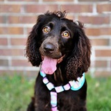 Entry image for Riley