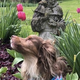 Entry image for Chewy-Chewbacca 