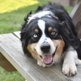 Entry image for Pickles