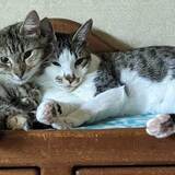 Entry image for Prue and Pickles