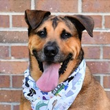 Entry image for Scooby