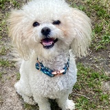 Entry image for Chipper