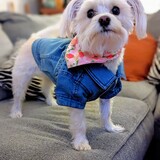 Entry image for Daisy Mae Lighty