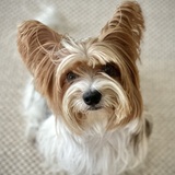 Entry image for Benni