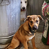 Entry image for Barn Dogs