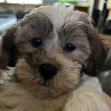 Entry image for Tucker