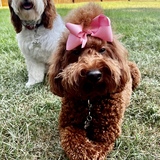 Entry image for Brownie & CeCe