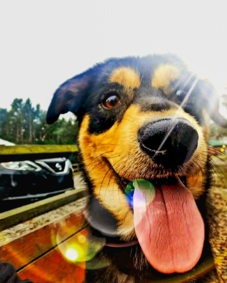 Entry image for Charlie. Clicking this image will show a larger photo