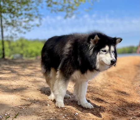 Entry image for Bear. Clicking this image will show a larger photo