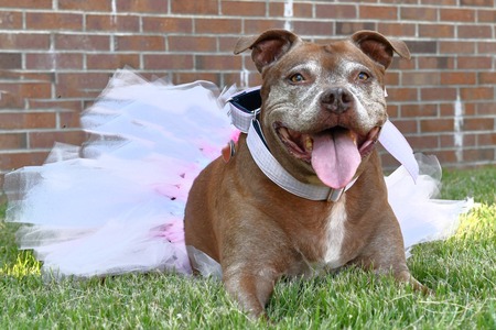 Entry image for Zena. Clicking this image will show a larger photo