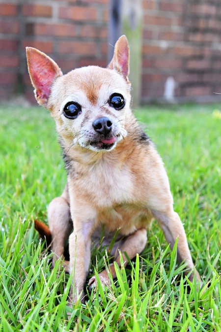 Entry image for Polly . Clicking this image will show a larger photo