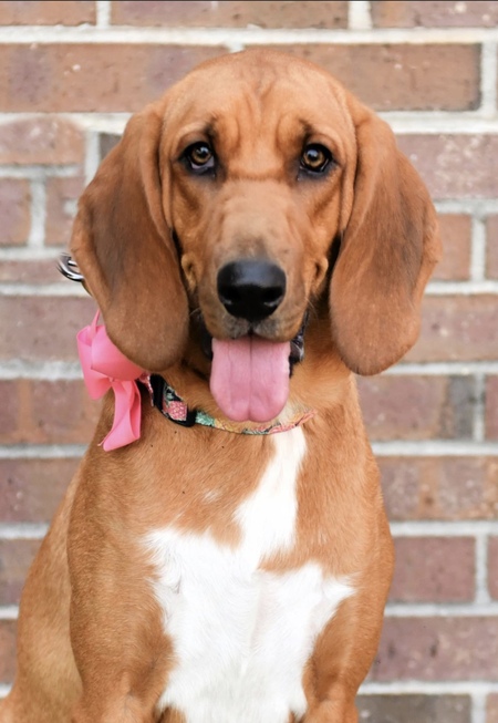 Entry image for Bonnie. Clicking this image will show a larger photo