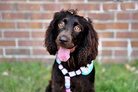 Entry image for Riley. Clicking this image will show a larger photo