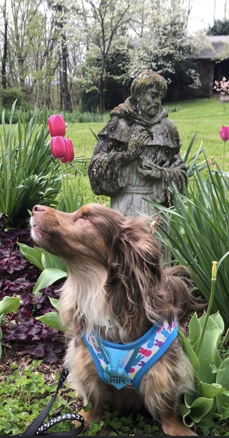 Entry image for Chewy-Chewbacca . Clicking this image will show a larger photo