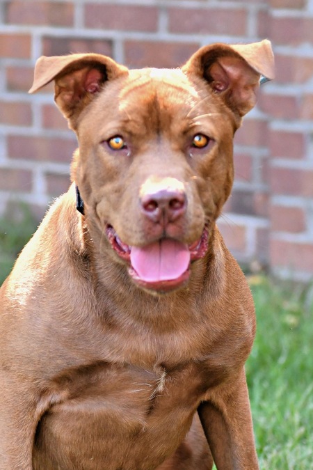 Entry image for Lucky . Clicking this image will show a larger photo