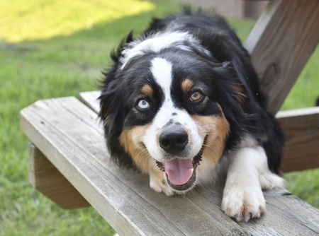 Entry image for Pickles. Clicking this image will show a larger photo