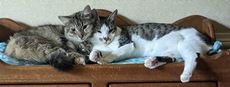 Entry image for Prue and Pickles. Clicking this image will show a larger photo