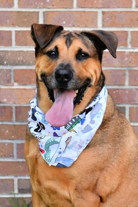 Entry image for Scooby. Clicking this image will show a larger photo