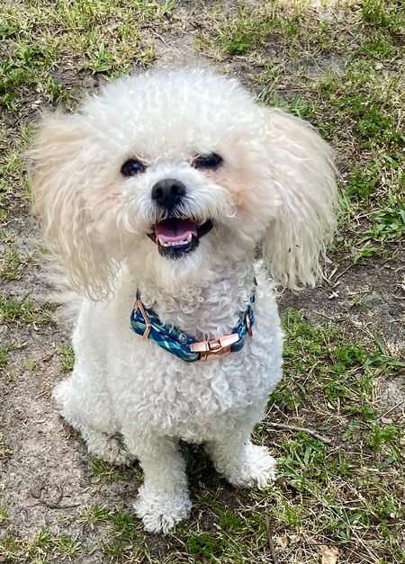 Entry image for Chipper. Clicking this image will show a larger photo