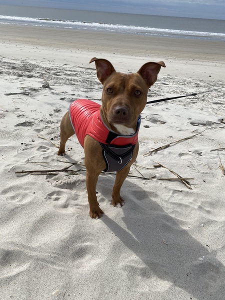 Entry image for Scrappy . Clicking this image will show a larger photo