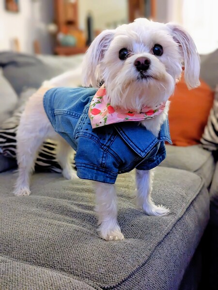 Entry image for Daisy Mae Lighty. Clicking this image will show a larger photo