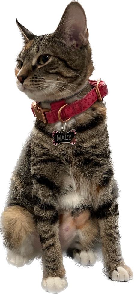 Entry image for Macy. Clicking this image will show a larger photo