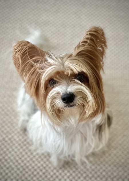 Entry image for Benni. Clicking this image will show a larger photo