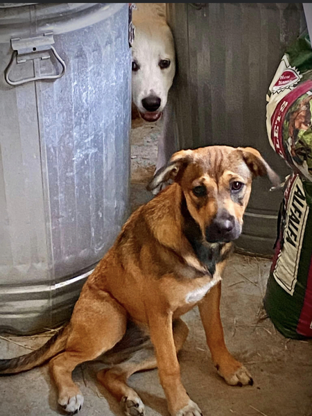 Entry image for Barn Dogs. Clicking this image will show a larger photo